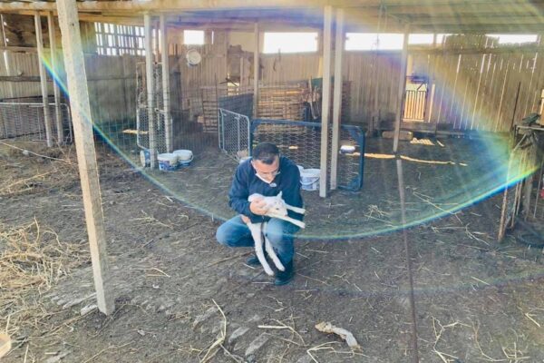 Pastore positivo al Covid, il sindaco si prende cura del suo gregge