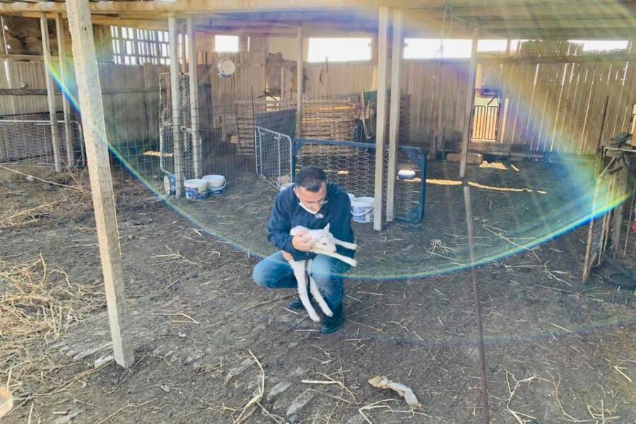 Pastore positivo al Covid, il sindaco si prende cura del suo gregge