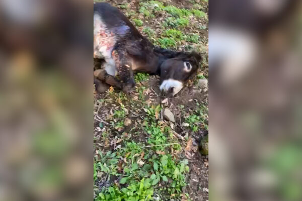 La disperazione di un allevatore davanti l’uccisione della sua asina: “Non si può uccidere per una semplice caccia”