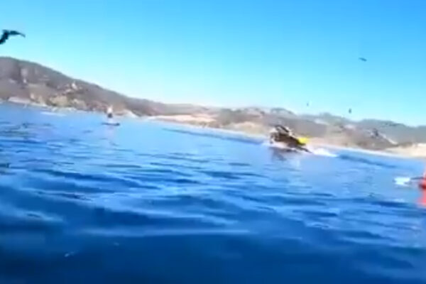 Lo schockante video di due canoisti attaccati da una balena
