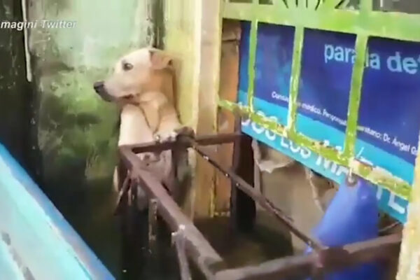 Cane ucciso a colpi d’arma da fuoco in provincia di Napoli