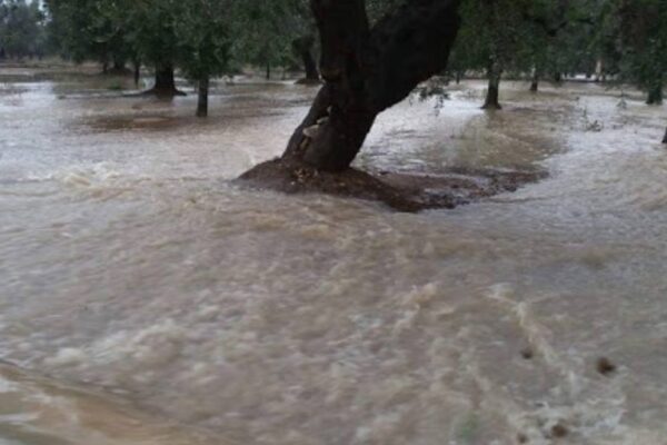 Bomba d’acqua in Campania, allarme per acqua e fango su uliveti dop