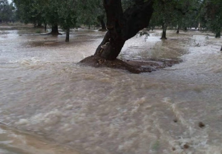 Bomba d’acqua in Campania, allarme per acqua e fango su uliveti dop