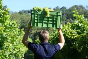Attems dei Marchesi Frescobaldi: il prestigio dei vini del Collio