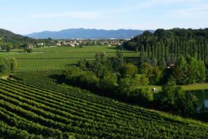 Attems dei Marchesi Frescobaldi: il prestigio dei vini del Collio