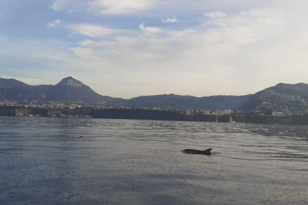 Spettacolo a Sorrento, delfini nuotano nel golfo con il Vesuvio sullo sfondo