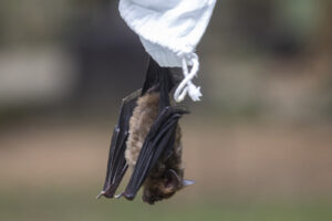 A researcher releases a bat after taking blood sample bat inside Sai Yok National Park in Kanchanaburi province, west of Bangkok, Thailand, Saturday, Aug. 1, 2020. Researchers in Thailand have been trekking though the countryside to catch bats in their caves in an effort to trace the murky origins of the coronavirus. (AP Photo/Sakchai Lalit)