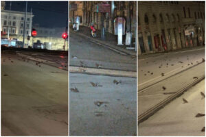 Roma, strage di uccelli la notte di Capodanno: “Colpa dei botti”