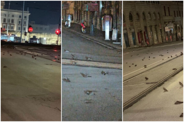 Roma, strage di uccelli la notte di Capodanno: “Colpa dei botti”