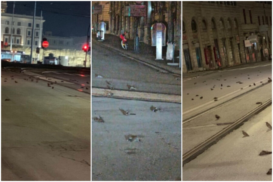 Roma, strage di uccelli la notte di Capodanno: “Colpa dei botti”