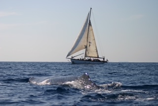 La magia invernale dei cetacei nel “Regno di Nettuno”