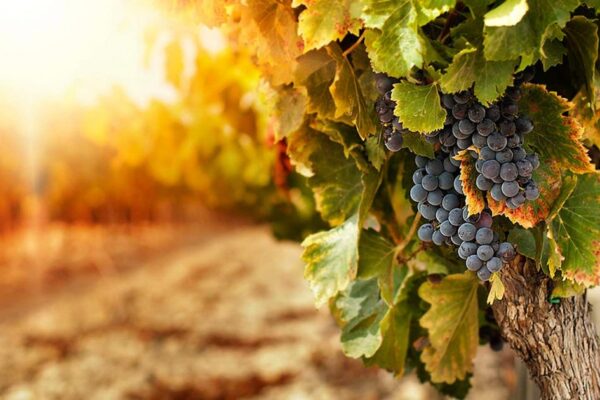 Basta cliché, il vino è anche tecnologia