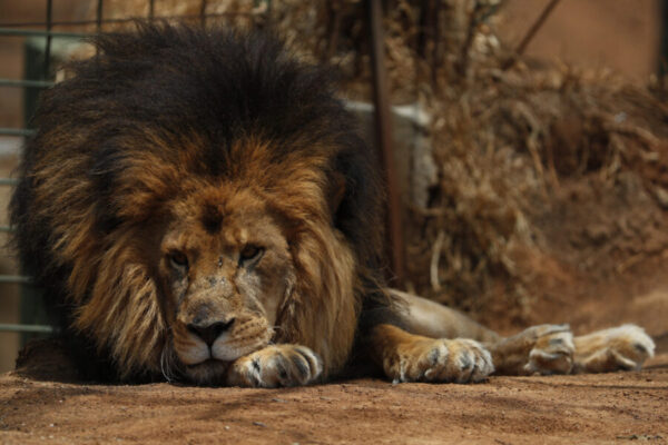 Quali sono gli animali che possono essere contagiati dal Coronavirus Quali sono gli animali che possono essere contagiati dal Coronavirus