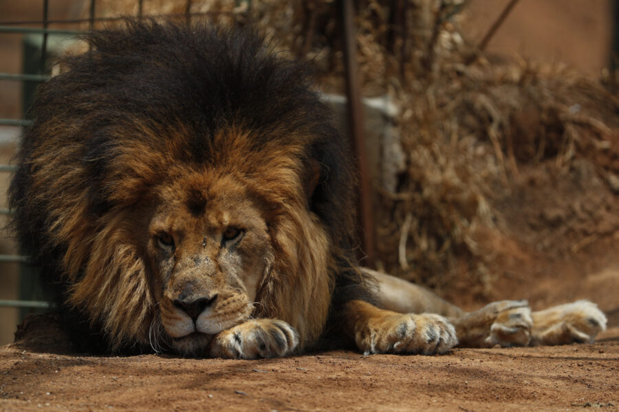 Quali sono gli animali che possono essere contagiati dal Coronavirus