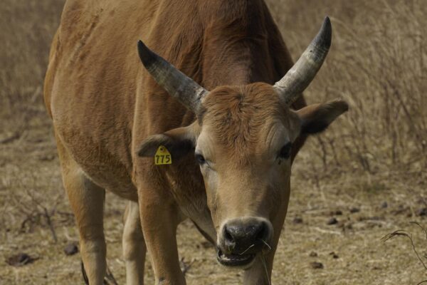 Che cosa indica il bue: il significato del simbolo dell’anno 2021 e del Capodanno lunare