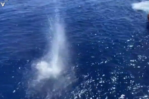 Squalo si avvicina ai bagnanti e la guardia costiera apre il fuoco