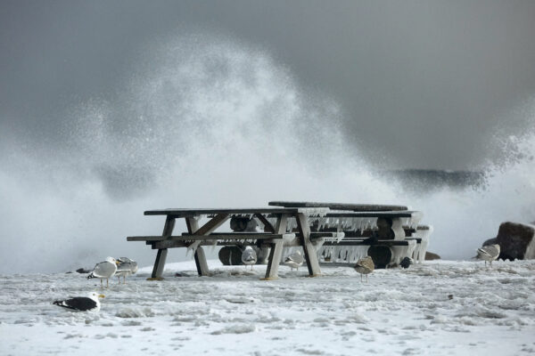 A view of birds resting by the sea, near the city of Allinge at the northern part of the island of Bornholm, in the Baltic Sea, Denmark, Tuesday Feb. 9, 2021. (Pelle Rink/Ritzau Scanpix via AP)