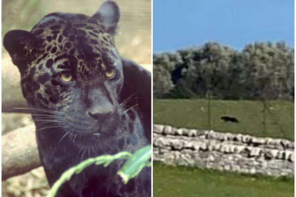 La pantera nera che terrorizza la Puglia: il mistero, le fake news, quello che c’è da spere La pantera nera che terrorizza la Puglia: il mistero, le fake news, quello che c’è da spere