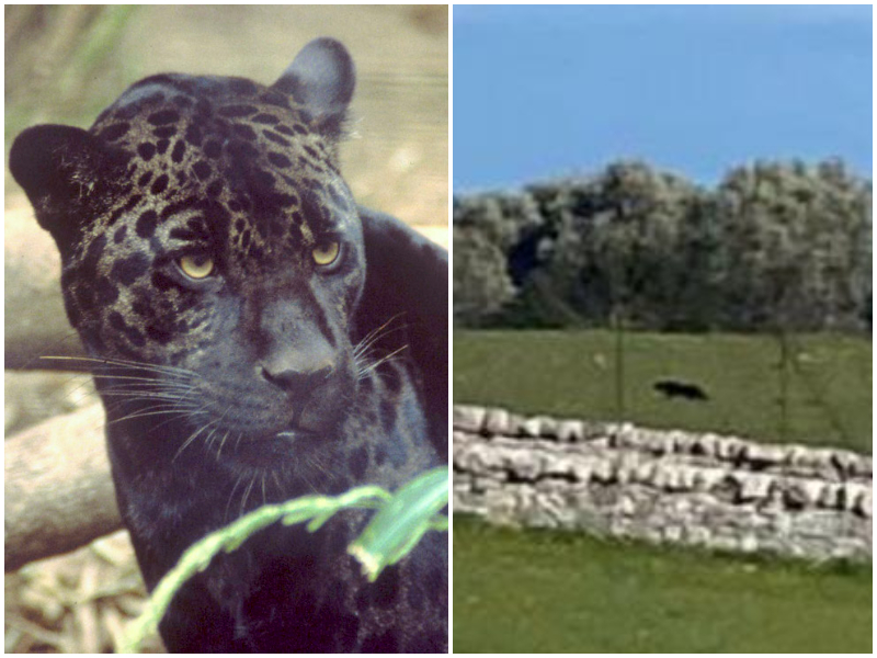 La pantera nera che terrorizza la Puglia: il mistero, le fake news, quello che c’è da spere