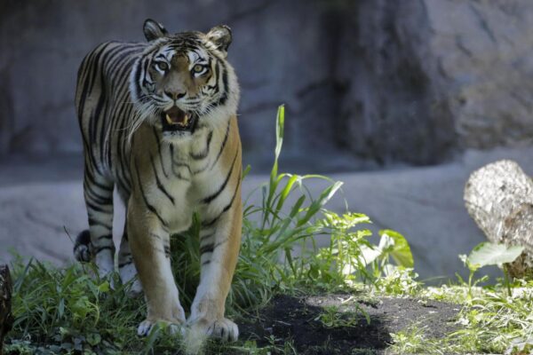 Foto Vincenzo Livieri – LaPresse 
25-06-2015 – Roma – Italia 
Cronaca
Inaugurazione dell’area dedicata alle tigri di Sumatra al Bioparco
Photo Vincenzo Livieri – LaPresse 
25-06-2015 – Rome –  Italy 
News
Inauguration of the new area dedicated to the Sumatra tigers at Bioparco