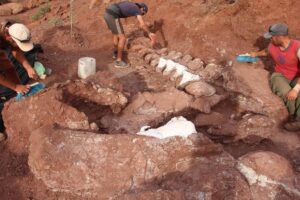 Resti di Ninjatitan scoperti in Argentina, l’enorme dinosauro visse 140 milioni di anni fa