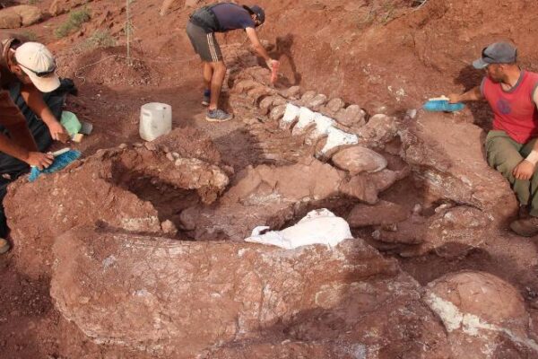 Resti di Ninjatitan scoperti in Argentina, l’enorme dinosauro visse 140 milioni di anni fa