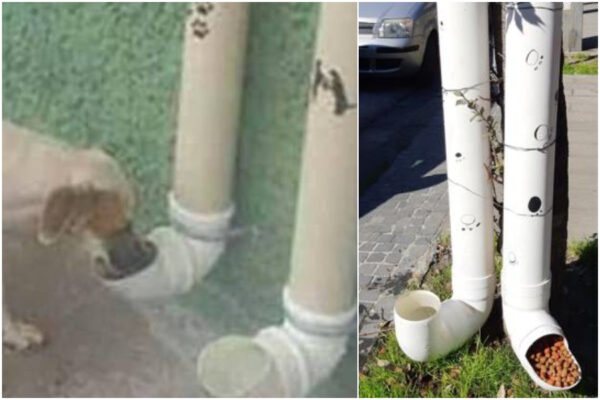 Cani randagi nutriti grazie a dispenser realizzati con materiali che dovevano andare in discarica