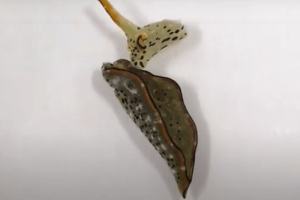 Le lumache di mare si autorigenerano, incredibile scoperta in Giappone