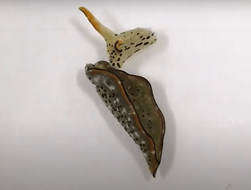 Le lumache di mare si autorigenerano, incredibile scoperta in Giappone