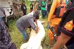 Coccodrillo uccide e sbrana bambino, la tragedia sotto gli occhi del padre