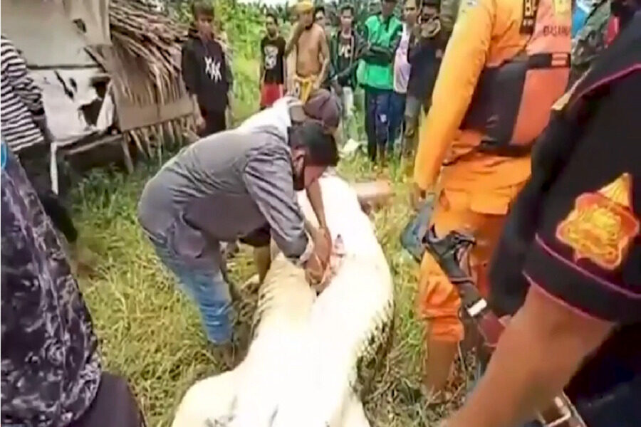 Coccodrillo uccide e sbrana bambino, la tragedia sotto gli occhi del padre