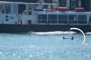 Venezia, due delfini entrano e “si divertono” in Laguna