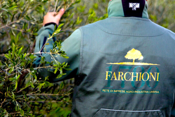 Olio extra vergine, il successo del made in Italy nel mondo