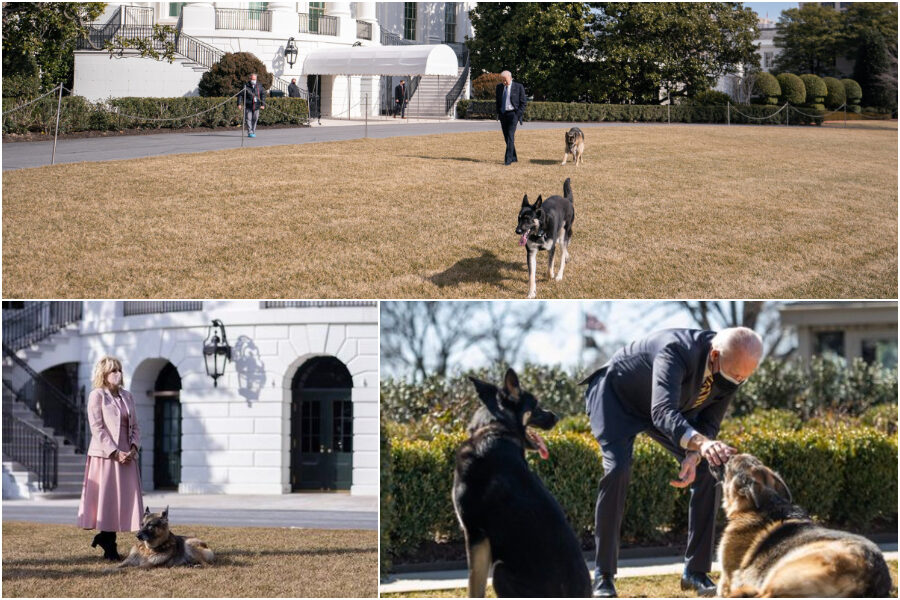 Uno dei pastori tedeschi di Biden aggredisce uomo della scorta: i cani allontanati dalla Casa Bianca