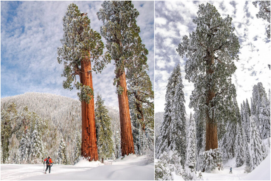 Alder Creek, la più grande foresta di sequoie al mondo acquistata da gruppo ambientalista per salvarla