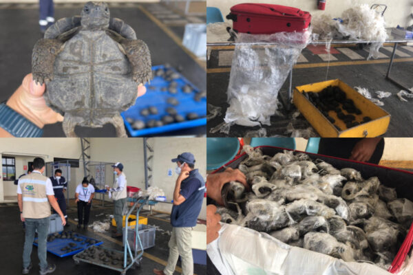 Trasportava illegalmente 185 cuccioli di tartarughe trafugate alla Galapagos, arrestato trafficante Trasportava illegalmente 185 cuccioli di tartarughe trafugate alla Galapagos, arrestato trafficante