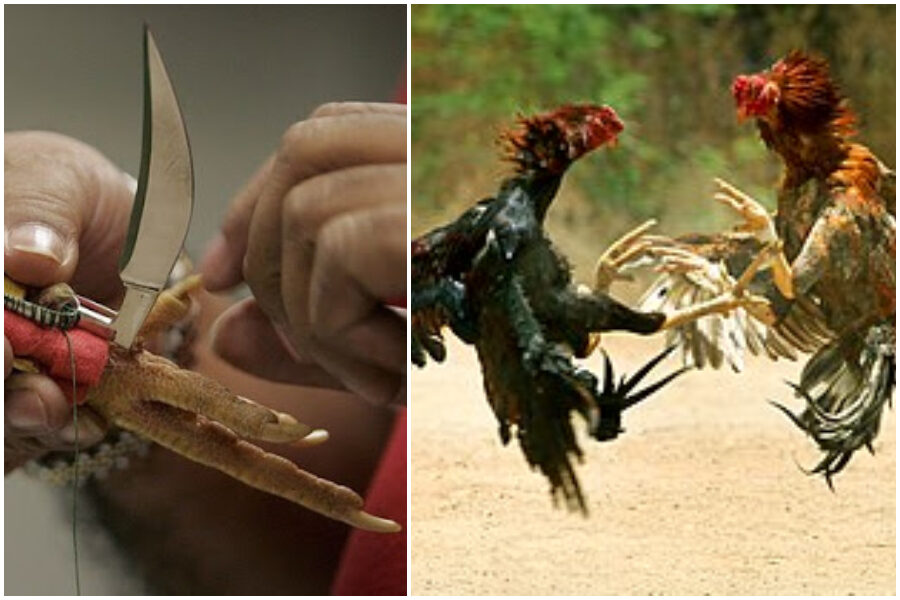 Gallo da combattimento uccide il padrone nel tentativo di fuga