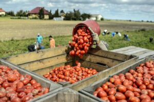 La ‘guerra’ del pomodoro tra Regioni: Napoli punta all’Igp, la Puglia annuncia ricorso