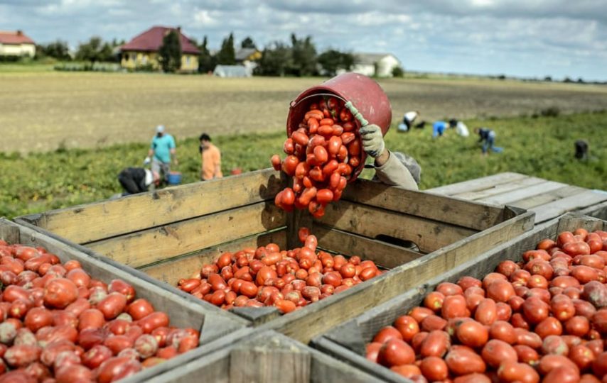 La ‘guerra’ del pomodoro tra Regioni: Napoli punta all’Igp, la Puglia annuncia ricorso