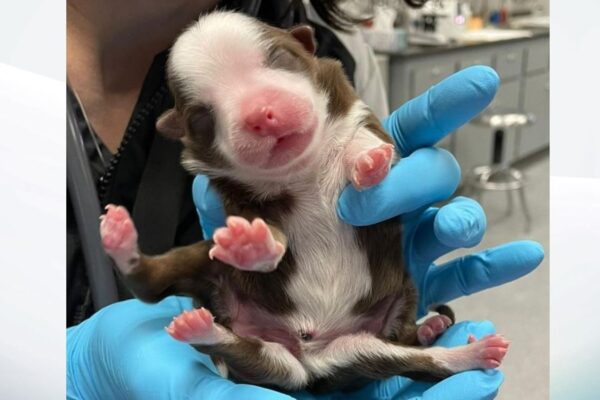 Cane nasce con sei zampe e due code, l’incredibile caso di Skipper