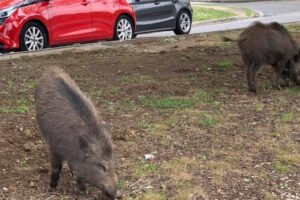 Parco Azzurro, nuova invasione di cinghiali: a spasso tra i residenti