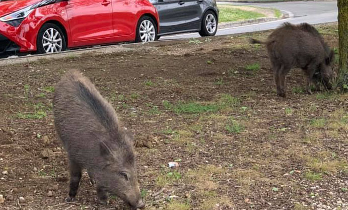 Parco Azzurro, nuova invasione di cinghiali: a spasso tra i residenti
