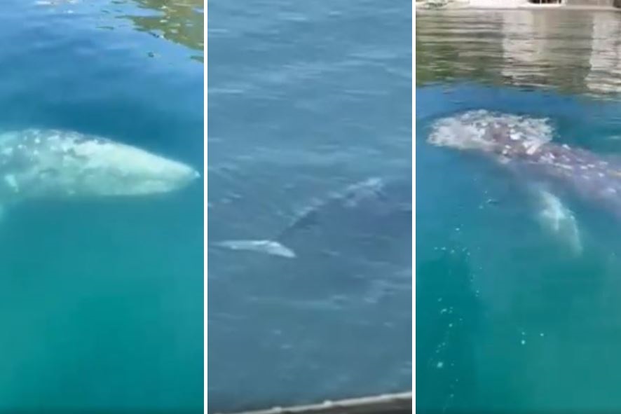Ecco Wally, la balena che vive nel mare di Napoli: “È qui per il cambiamento climatico”
