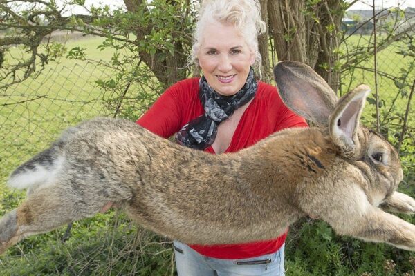 Darius, il coniglio gigante sparito da una settimana: maxi ricompensa per ritrovarlo