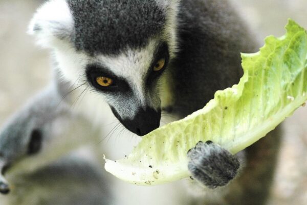 Il Bioparco di Roma Il Bioparco di Roma