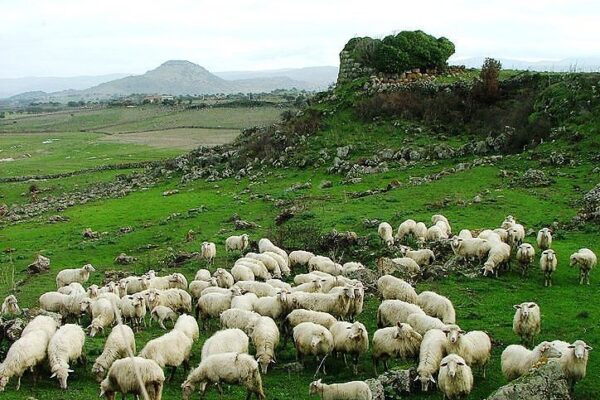 La pastorizia torna di moda: in Italia nasce la prima scuola