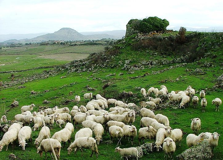 La pastorizia torna di moda: in Italia nasce la prima scuola