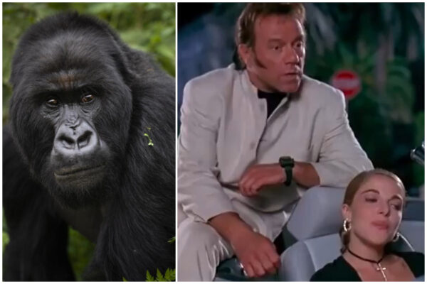 Anche gli animali “o’ fanno strano”: il kamasutra come motore dell’evoluzione Anche gli animali “o’ fanno strano”: il kamasutra come motore dell’evoluzione