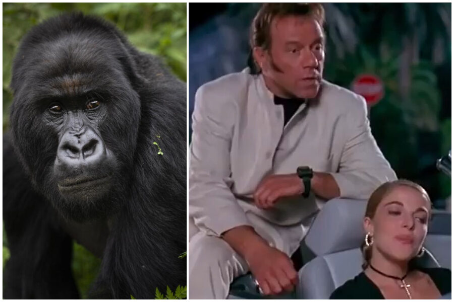 Anche gli animali “o’ fanno strano”: il kamasutra come motore dell’evoluzione