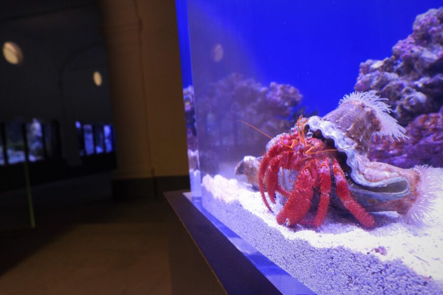 Riapre l’Aquario di Napoli: visite guidate gratuite alla Stazione Zoologica Anton Dohrn